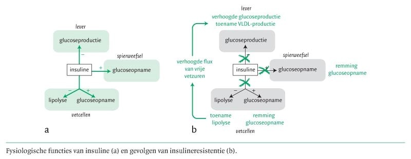 Insulineresistentie: meer dan diabetes type 2